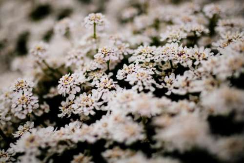 white flower bloom blossoms nature