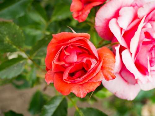 flowers nature blossoms branches stems