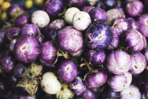violet eggplant vegetable farm plant