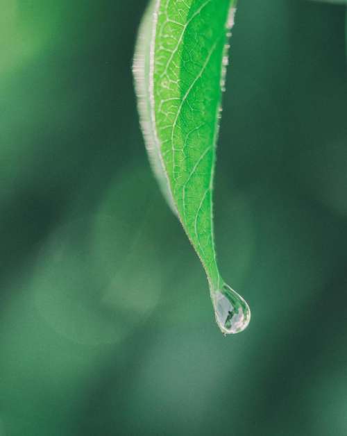 green leaf blur nature rain