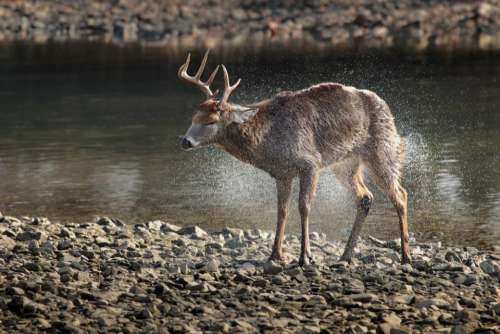 river water deer animal wildlife