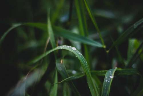 green plants nature rain drops