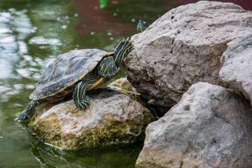 turtle shell animal rocks water