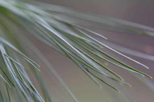 forest tree pine needles macro close up