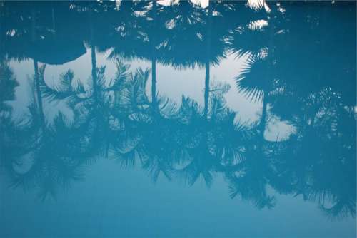 blue water reflection palm trees