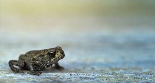 small green frog amphibian reptile