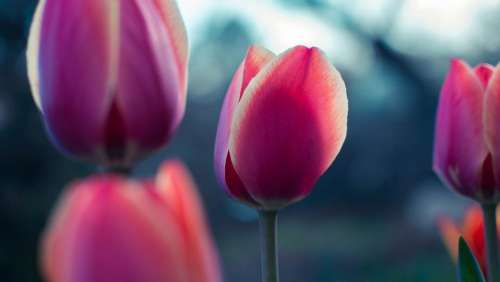 pink tulip flower petal bloom