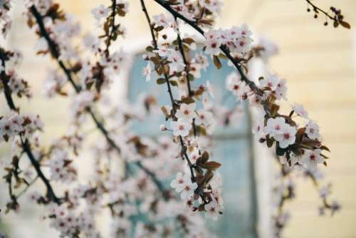 white blossoms trees branches flowers