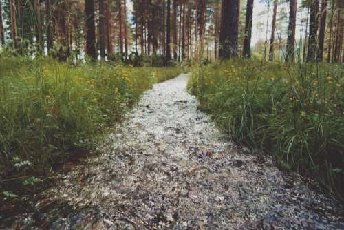 green grass outdoor nature water