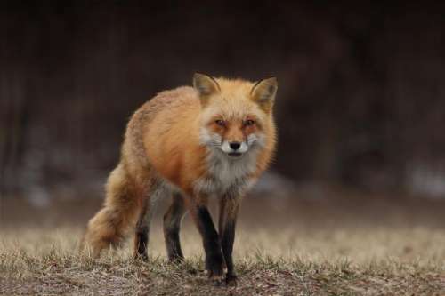 grass blur wildlife animal fox