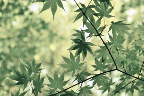 green leaves plants branches trees