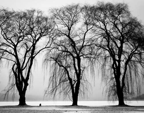 trees water black and white