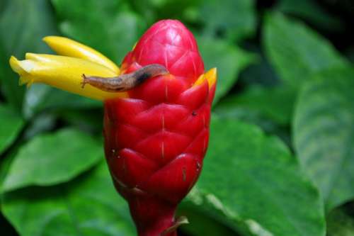 snail flower bud leaves nature red