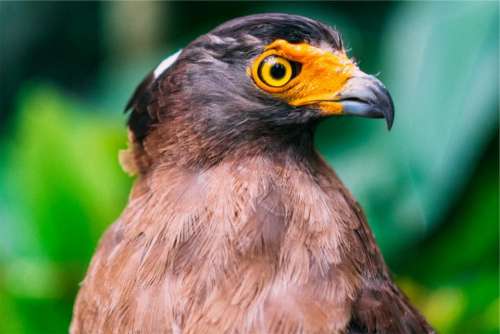 bird animal beak eye