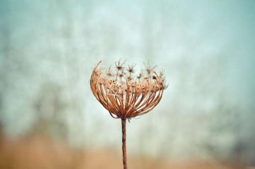 dandelion flower plant nature stem