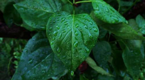 green leaves plant wet raindrops