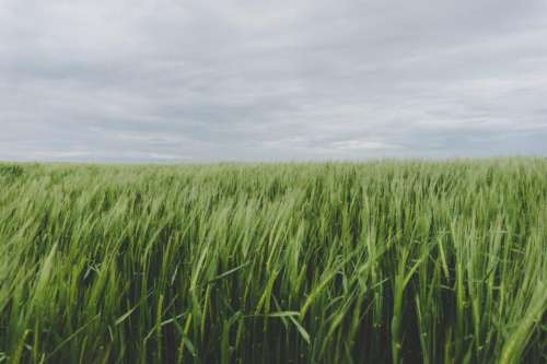 green grass farm field crops