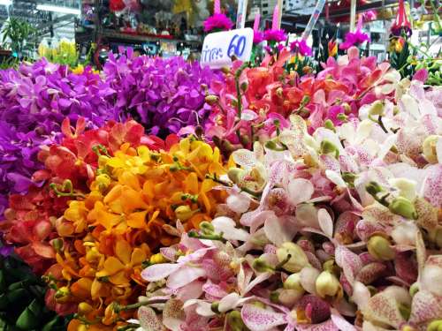 Orchid market flowers colourful colorful