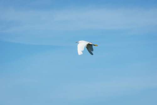 crane bird flying wings blue