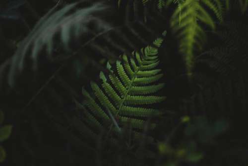 fern plant outdoor nature dark