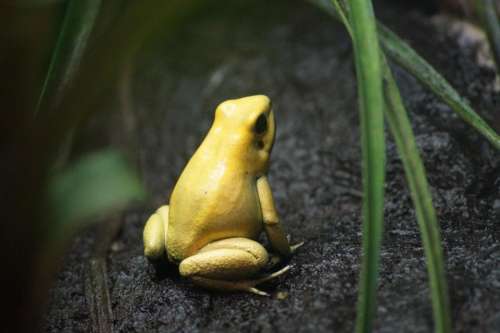 animals amphibians frog yellow small