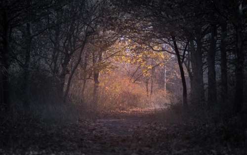 dark trees plant nature path