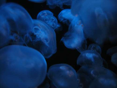 jellyfish blue texture water nature