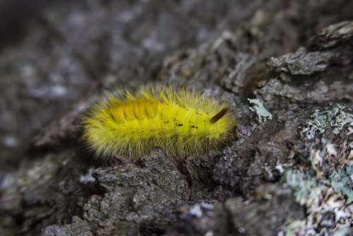 rock yellow worm caterpillar insect