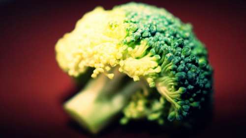 broccoli raw fresh food vegetation