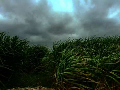 nature grass buffalo sway wind