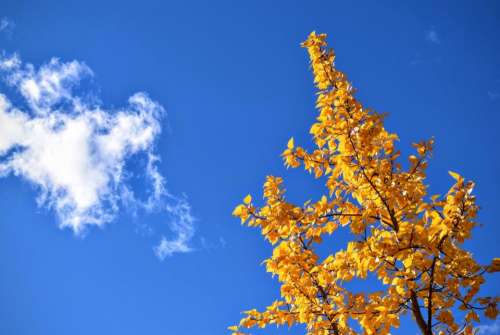 blue sky clouds yellow leaves