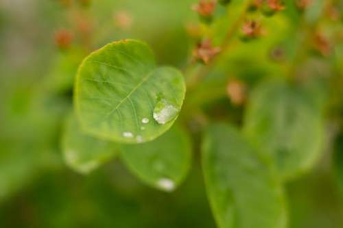 water drop leaf leaves green