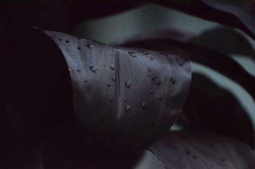 leaves dark water drop plants