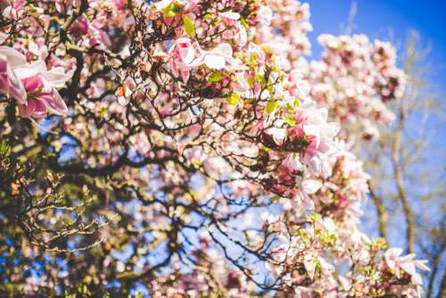 flowers nature pink blossoms spring