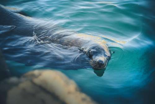 animals seal swim water ripples
