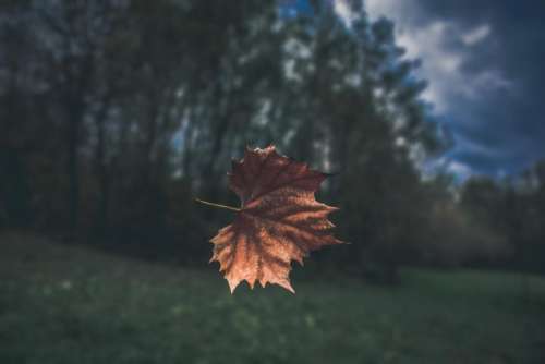 leaf fall tree plant nature