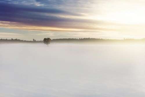 field plant tree fog white