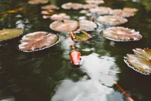 water waterlily plants nature leaf