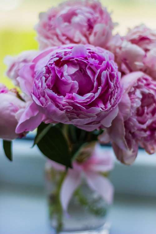 pink flower bloom petal leaf plant