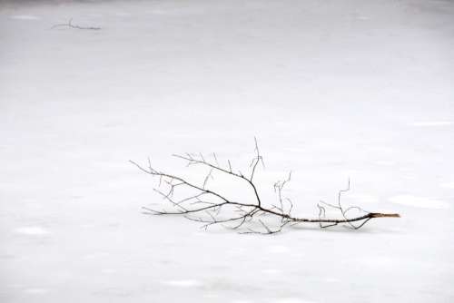 snow winter branch tree