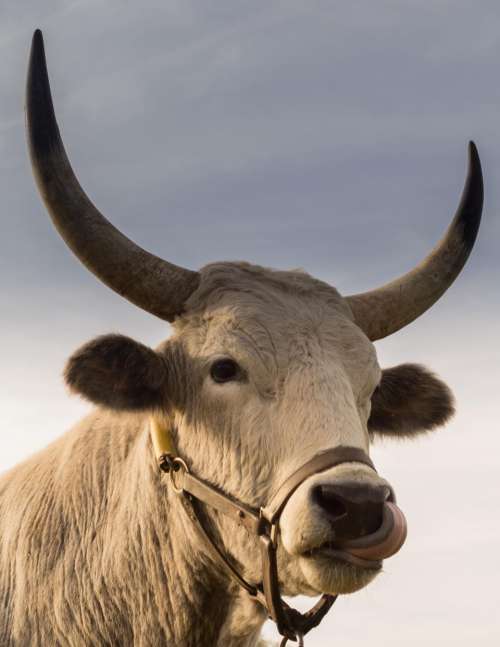 bull horns animal