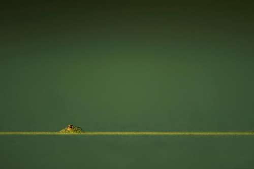 horizon green blur reptile animal