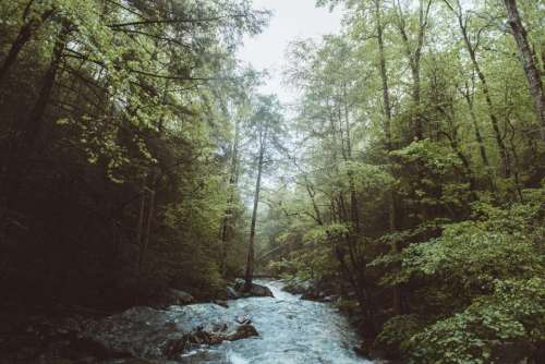 green leaf plants nature forest