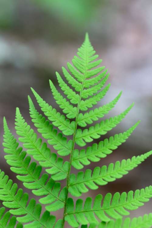 fern green background plant botany