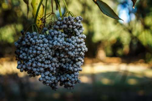 blueberries fruits food healthy trees
