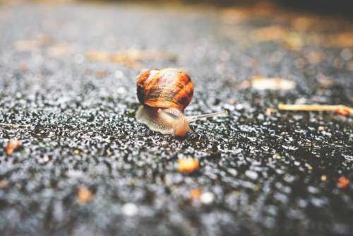 snail outdoor sand blur