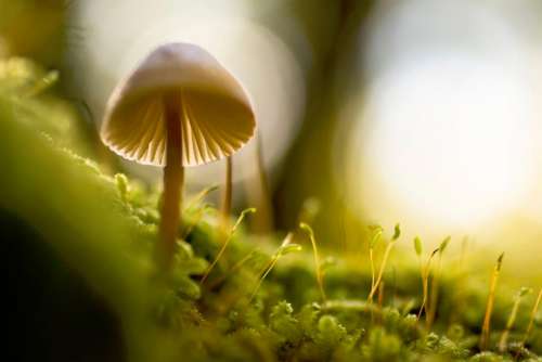 nature macro mushroom plants green