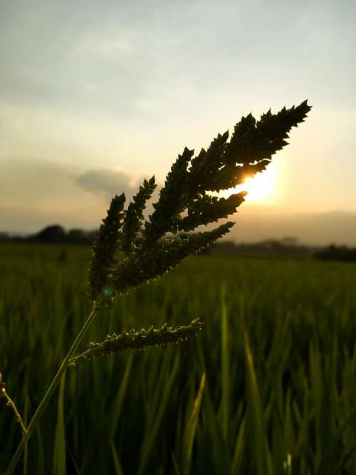 Paddy field Sunset Golden-hour Light Grass