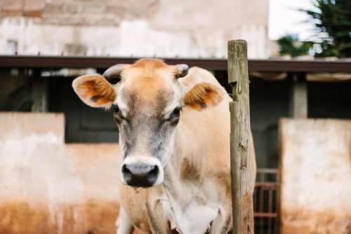 cow cattle calf grass animal