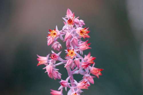 flowers nature blossoms pink fuchsia